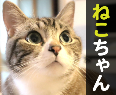 猫ちゃんの病気あれこれ｜恋ヶ窪動物病院｜東京都国分寺市・小平市 